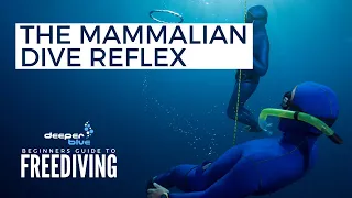 The Mammalian Dive Reflex - The Beginners Guide To Freediving