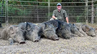 Trapping hogs in the piney woods.