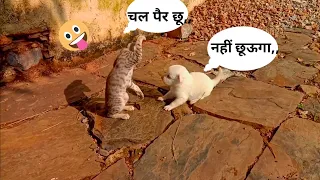 Funny Animal Videos Part #85! Cute Animals Videos ! @animals scop #cute #cat #dogs #monkey #short