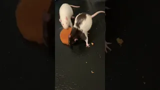 Pet Rats Carrying Things That Are Way Too Big For Them