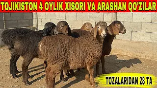 ☎️33-733-43-43 TOJIKISTON 3 4 OYLIK XISORI VA ARASHAN QO'ZILAR KELDI SHOSHILING