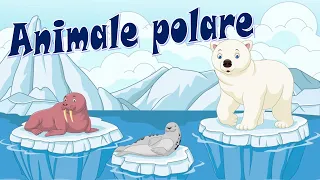 Animale polare  |  Animale de la Polul Nord și Polul Sud  |  Animale din Arctica și Antarctica