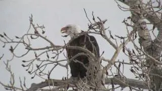 Bald Eagle Calling