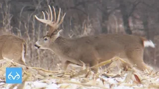 Late Season Iowa GIANT | Don Kisky Hunts Cut Corn Field |Monster Bucks Monday