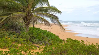 EXPLORING THE TROPICAL SAND DUNES, GOING EAST, LOIZA, PUERTO RICO.