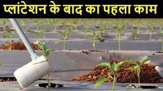 अब एक भी पौधा नहीं मरेगा 🌱🌱 Soil Drenching Jugaad |  आळवणी शिमला मिर्च | Indian Farmer