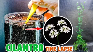 Growing Coriander Cilantro Time Lapse - Seed To Flower (85 Days)