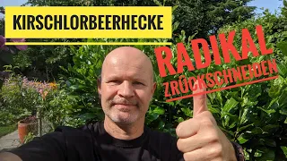 Kirschlorbeerhecke radikal zurückschneiden