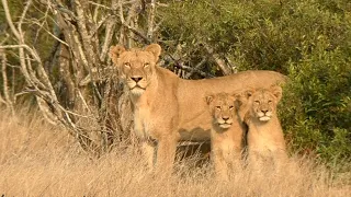 Cubs Return with the Lionesses from the East keeping an eye on the Prey Ep 100