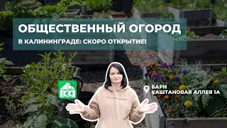 Общественный огород в Калининграде: интервью с кураторкой проекта Барн. Огород