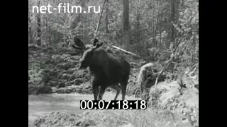 1972г. Печоро- Илычский заповедник. лосеферма. Коми