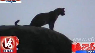 Leopard roaming in Nizamabad -Teenmaar News