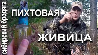 🌲ПИХТОВАЯ ЖИВИЦА СБОР ПИХТОВОЙ ЖИВИЦЫ ЛЕГКО И БЫСТРО!ЦЕЛЕБНЫЕ СВОЙСТВА СМОЛЫ.