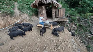 How to use primitive Corn stone mill and cook corn bran food for pigs, Building New Farm In Forest