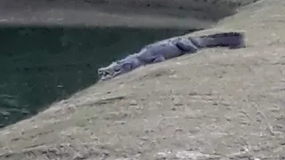 HUGE CROCODILE SPOTTED IN MILK RIVER JAMAICA