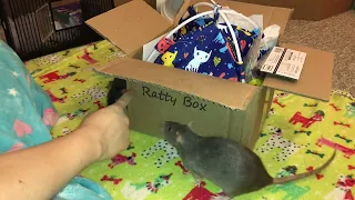 Reviewing June 2022's Ratty Box - Pure Chaos!