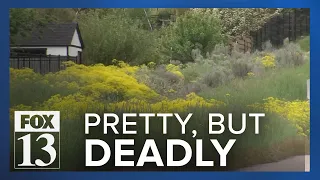 Yellow flowers may look pretty, but they're killing native Utah plants