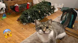 Funniest Cats 2024🤣 Best Funny Cats Videos Of The Month 😻25