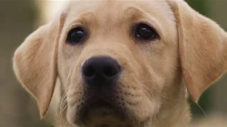 A Dog I'm Not - Southeastern Guide Dogs Public Service Announcement