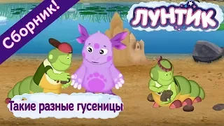 Лунтик 🌼 Такие разные гусеницы🌼 Сборник мультфильмов 2017