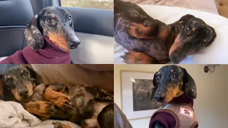 THE BEST OF FUNNY AND CUTE MINI DACHSHUND VIDEOS COMPILATION