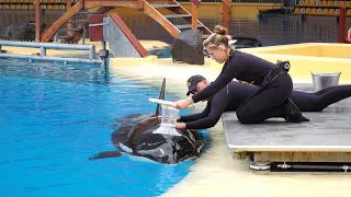 Measuring orca's metabolism