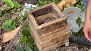 Trasiego de Melipona eburnea, de tronco a caja.