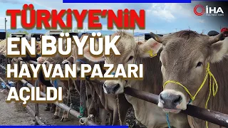 Şarkışla Hayvan Pazarı’ Yasakların Kaldırılmasıyla Yeniden Açıldı.