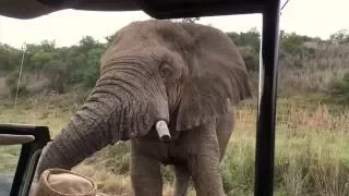 Nambiti Elephant Encounter