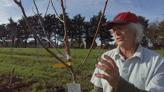 Planting a Bare Root Fruit Tree