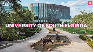 University of South Florida | Tampa Bay Neighborhood Spotlight