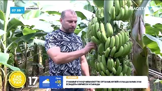 «Тонналап өнім алып жатырмыз»: Шымкентте алғаш рет банан жеміс берді