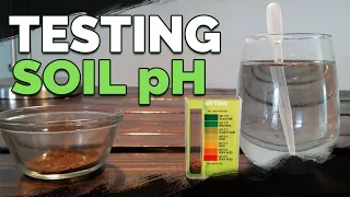 How to Test and Measure Your Soil pH at Home