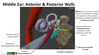 Nasal Cavity, Sinuses and Ear LO - Divisions