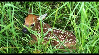 What To Do When You Find an Abandoned Fawn?