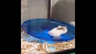 Wenn Hamster richtig Spaß haben 🤣