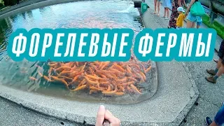 ГОРНЫЙ МЕД  ФОРЕЛЕВЫЕ ФЕРМЫ  2018  СОЧИ  ИЮНЬ