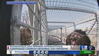 Indianapolis Zoo to unveil giant chimpanzee complex