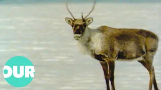 Cute Caribou Cub Loses Its Mother | Our World