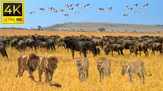 4K African Wildlife: Amboseli National Park, Kenya - Scenic Wildlife Film With Real Sounds#2