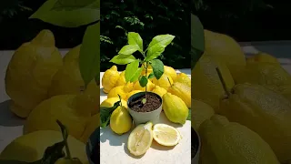 LOS LIMONES dan a luz una planta, EN UN MINUTO, 365 días, de la fruta GRATIS #limones #pantalones