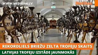 Rekordliels briežu zelta trofeju skaits, ar stirnām izmisums. Latvijas trofeju izstāde Jaunmokās