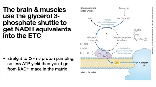 No NADH through! Mitochondrial electron shuttles - malate-aspartate & glycerol-3-phosphate shuttles