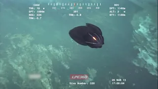 Fake alien creature near ocean floor