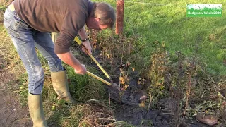 Second Pruning of a New Hedge - Hedgerow Week 2020