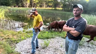 Greg discusses drought condition grazing management to ensure they don't run out of forage.