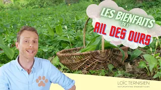 Ail des ours : bienfaits et propriétés