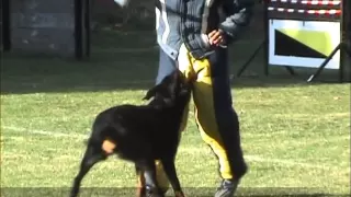 Cherie du DGV  femelle beauceron en ring 1 (concours de dissay)