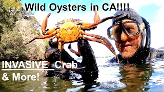 WILD OYSTERS, mussels & crab: Intro to Freedive-Spearfishing CA Series (#7)