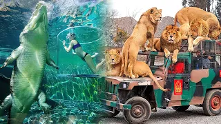 The Most AMAZING ZOOS In The World | The best zoos you have to visit.